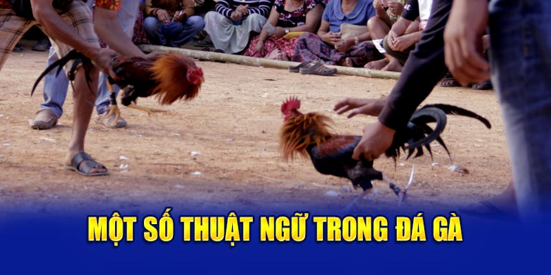 Các thuật ngữ đá gà thường thấy nhất Các thuật ngữ đá gà thường thấy nhất
