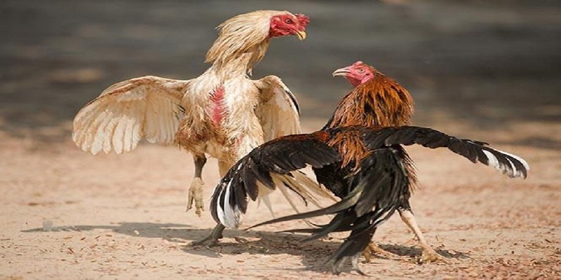 Luật chơi đơn giản, dễ dàng tham gia